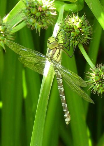 Aeshna cyanea